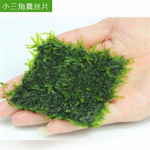 墨之瑶鱼缸造景水草大三角莫丝片火焰莫珊瑚莫丝前景水草活体真 水晶