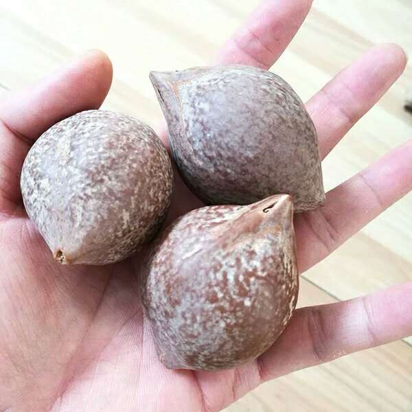 托托贴贴橄榄核原籽单颗原核超大印尼雕刻把件挂坠手串原料sn1989