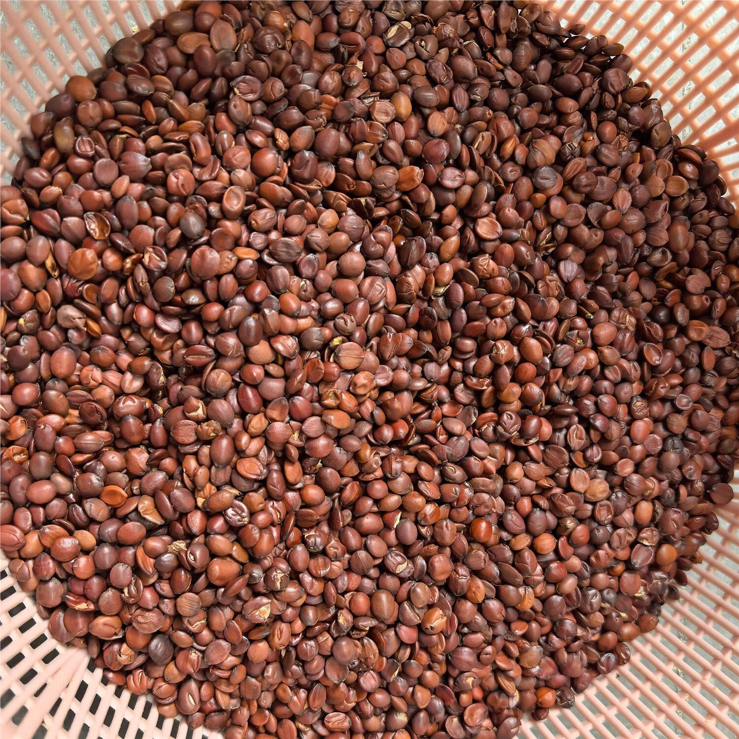 秦岭深山新货酸枣仁果新货睡眠茶酸枣树根250g夜交藤国产酸枣 炒酸枣