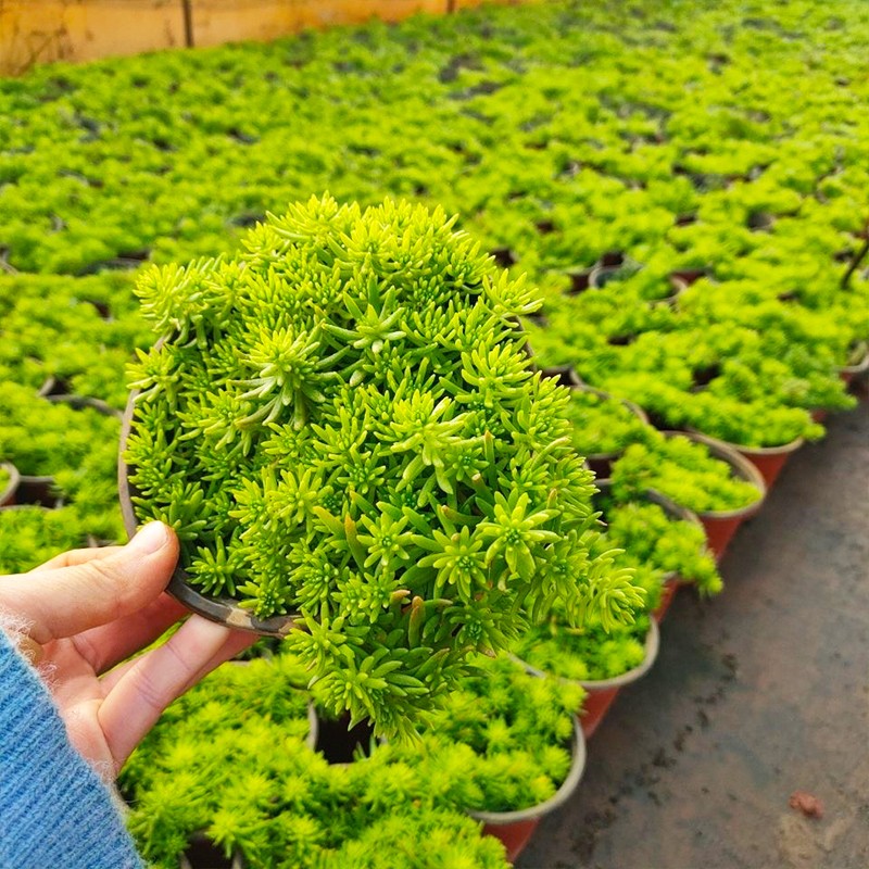 致荟树 黄金佛甲草苗常绿植物花苗室外庭院别墅地栽室内盆栽四季常绿