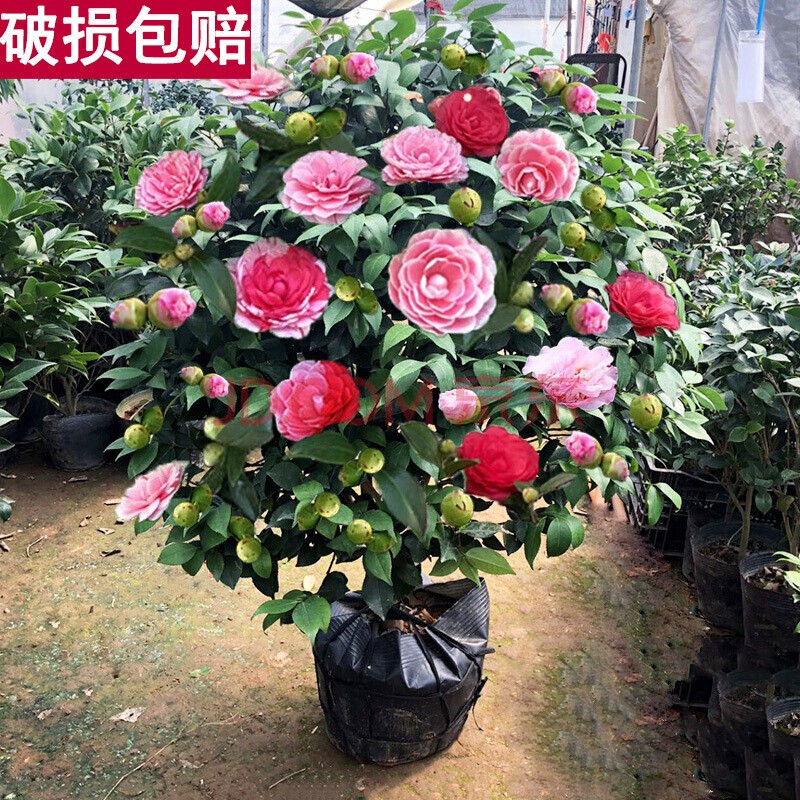 盆栽茶花苗四季香妃茶花盆栽带花苞浓香型庭院室内好养植物五色赤丹树苗花卉植物精品五色茶花 五色赤丹(强力推荐) 3年苗