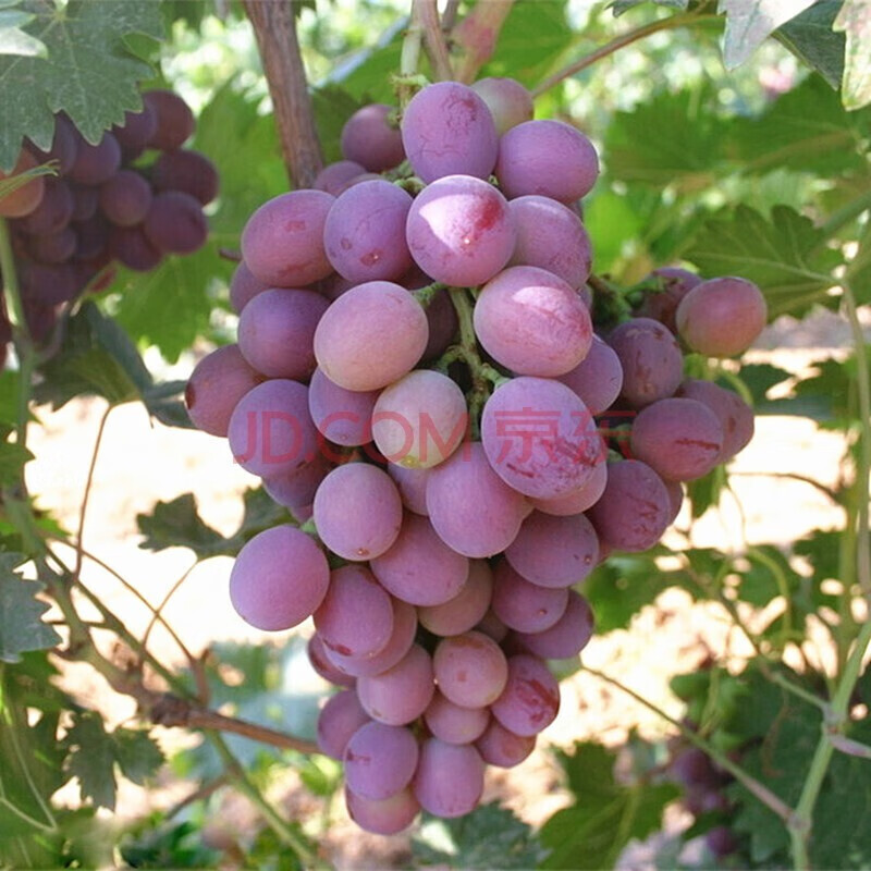 葡萄盆栽 庭院爬藤果树苗盆栽地栽葡萄苗苗当年结果南方北方种植 富士
