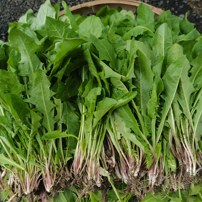 林中山 新鲜蒲公英整颗带根现挖蒲公英 1斤