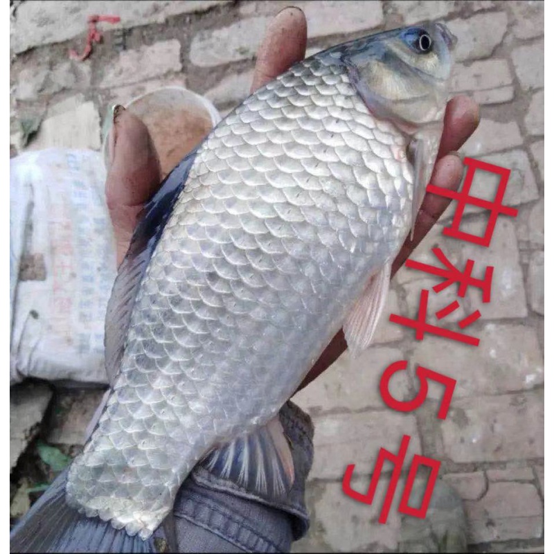 中科3号 中科5号丰产鲫鱼苗 银鲫鱼苗 白鲫鱼苗 湘云鲫工程鲫 中科5号