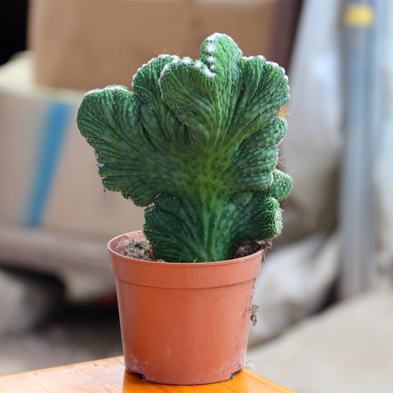 mojy五指山仙人掌山影盆景玉麒麟盆栽花卉五指山紫青龙骨 12-15厘米小