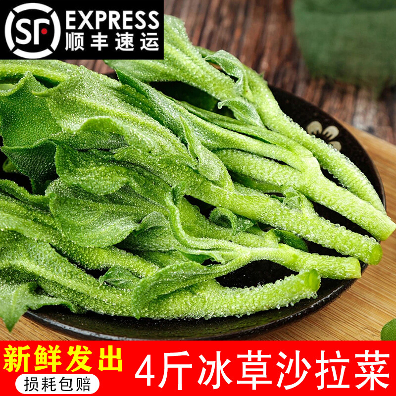 辰实【顺丰】山东冰草新鲜 即食冰菜 沙拉菜生菜西餐火锅蔬菜 4斤