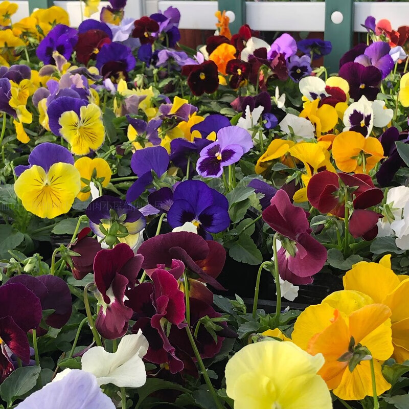 绍涵三色堇种子四季易种庭院盆栽花卉籽子蝴蝶花多年生阳台 三色堇