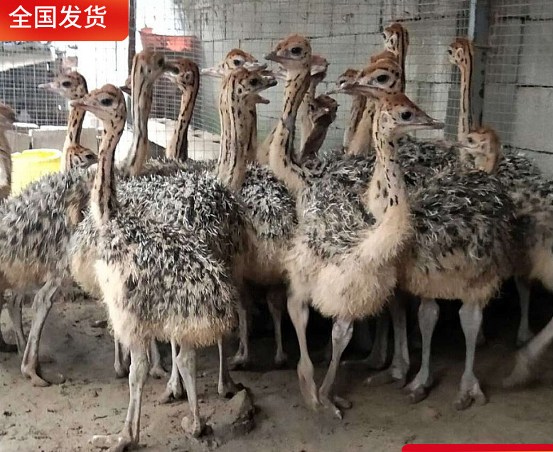 荣郁非洲鸵鸟苗活脱温幼苗活体一对小幼崽澳洲成年大驼鸟幼仔幼鸟