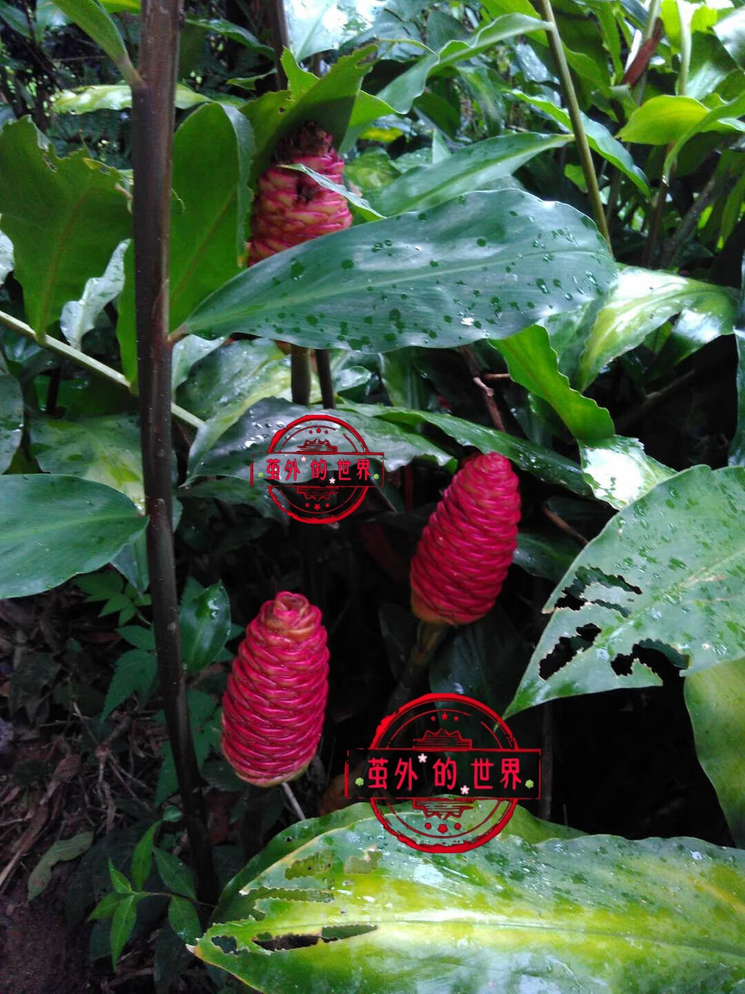 姒桀现挖 红花山姜苗 红球姜苗新鲜现挖红球姜 山姜 五棵苗 不含盆 五