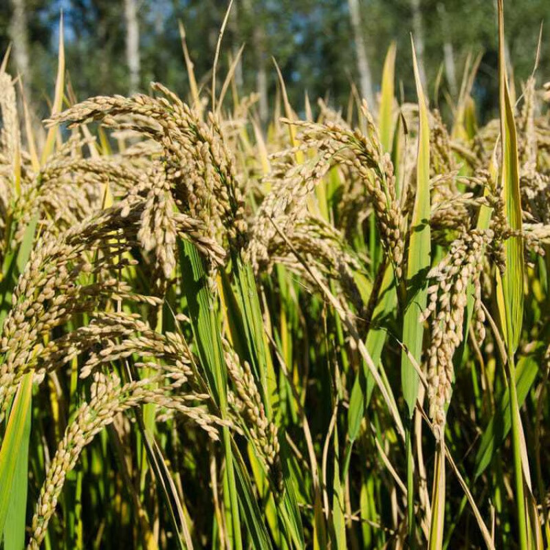 种子旱稻香米种子珍珠米种籽抗病生长期短抗病高产1500斤 郑旱10号1斤