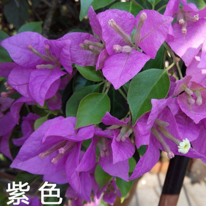 柯必达三角梅大苗 三角梅盆栽 三角梅重瓣花苗 三角梅盆景花卉 紫色