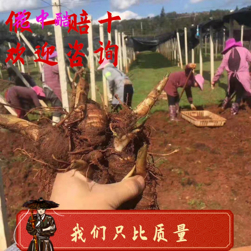 云南滇重楼名贵中药材种植七叶一枝花重楼独脚莲 华重楼种苗直销 当年