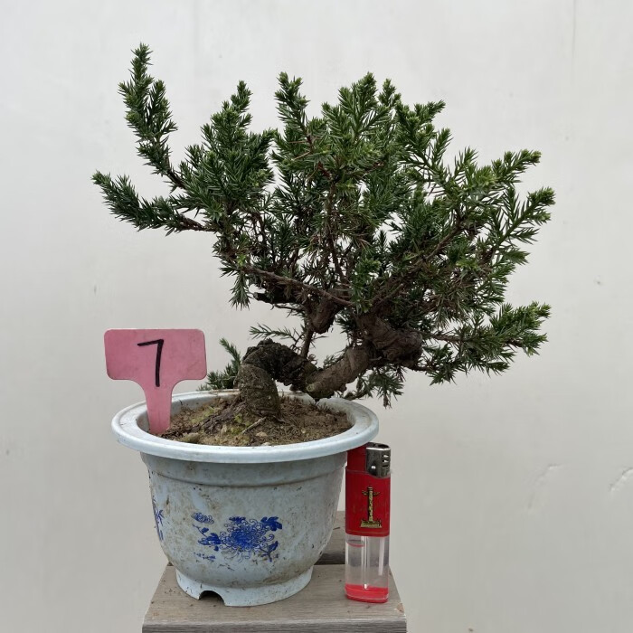 勋狸粑珍珠柏盆景好养柏树地柏造型绿色易养植物室内松柏四季常青 乳