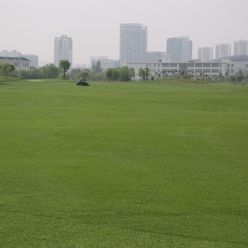 黑麦草狗牙根庭院护坡耐寒草坪籽园林绿化 混合美国四季青种子500克