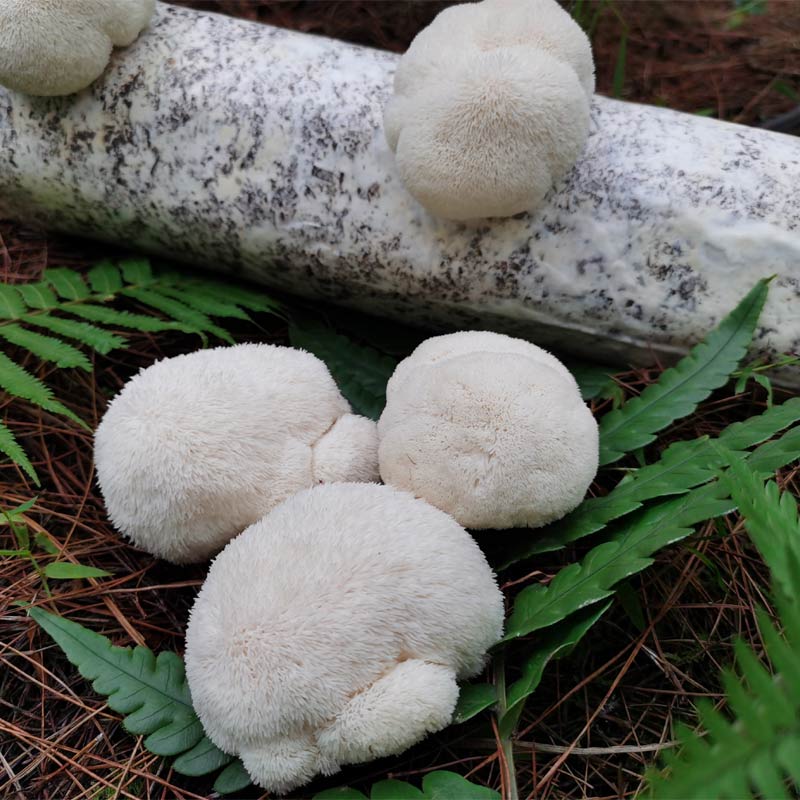 新鲜猴头菇2斤古田新鲜猴头菌食用鲜菌菇约10个