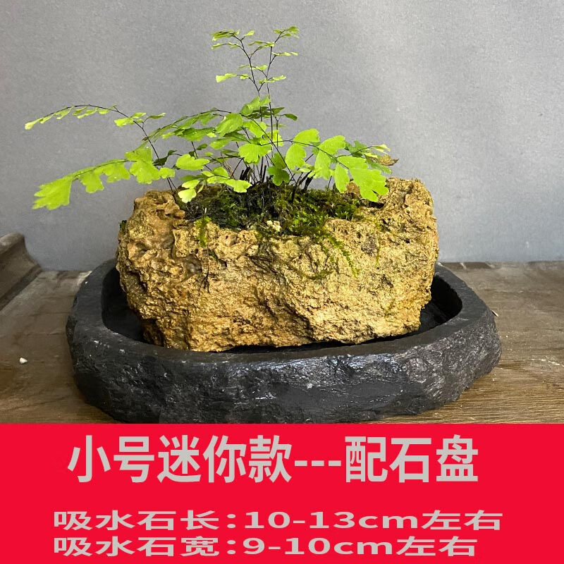 穆淳傲铁线蕨吸水石盆栽小苗铁线蕨水培孢子盆景铁线蕨花盆小铁线蕨