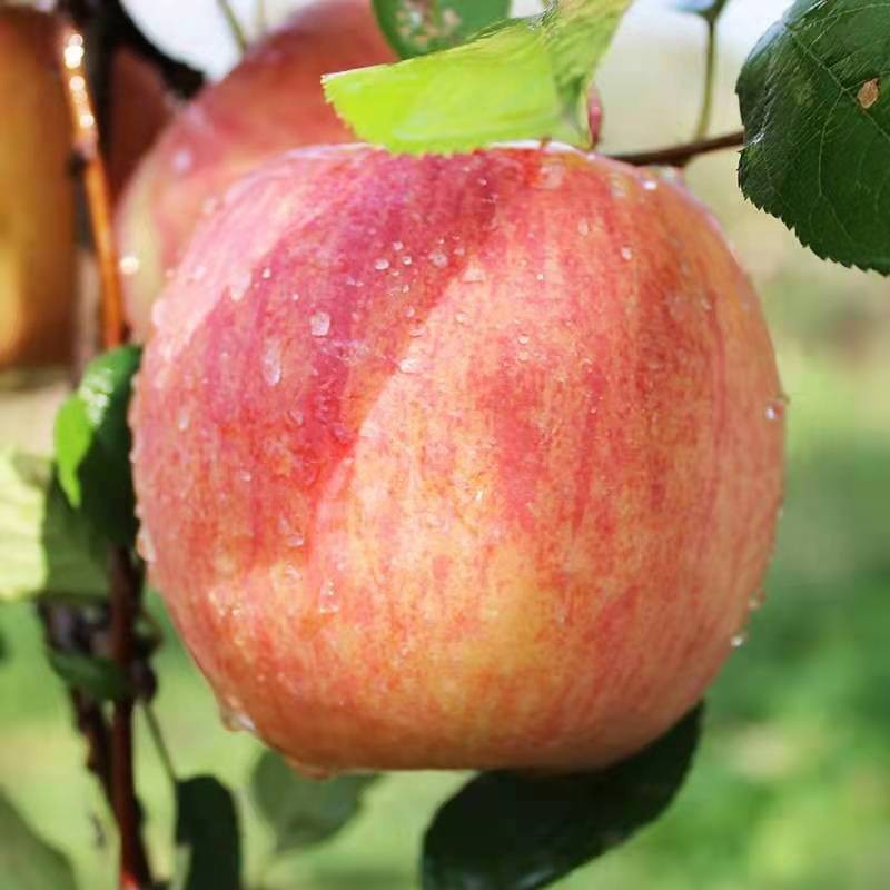 【平价菜场】陕西红富士苹果水果新鲜脆甜冰糖心苹果当季整箱 3斤（中大果）