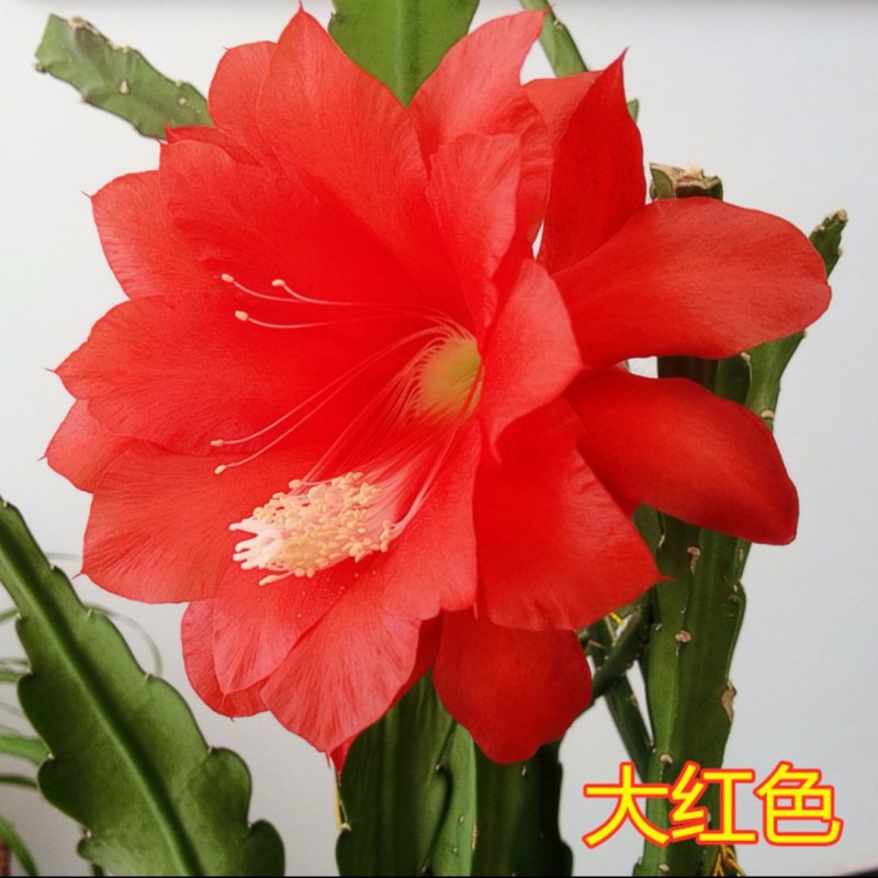 阑兮阁令箭荷花昙花大花重瓣品种带根苗花卉绿植盆栽 大红色10到15
