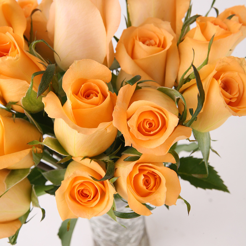 灌木玫瑰花苗特大花卉浓香绿植物切花盆栽蔷薇月季阳台庭院 假日公主