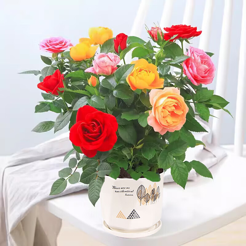 歐芽  多色玫瑰花盆栽陽臺(tái)庭院四季開花植物大苗月季帶花苞室內(nèi)真花盆 混色玫瑰帶花苞(北歐金葉瓷盆) 含盆