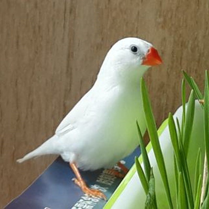 宠物鸟活物小太阳健康白纹鸟小珍珠鸟活体豪蚨 白珍珠1只(公母备注)