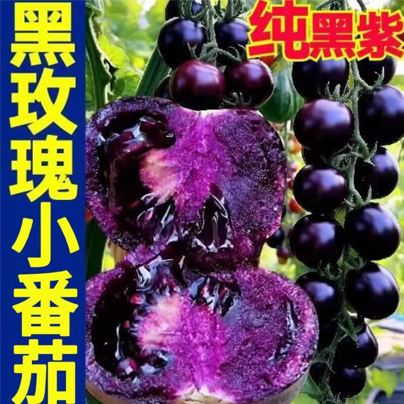 山东寿光黑色小番茄即食黑玫瑰圣女果花青素紫色水果现摘 1斤