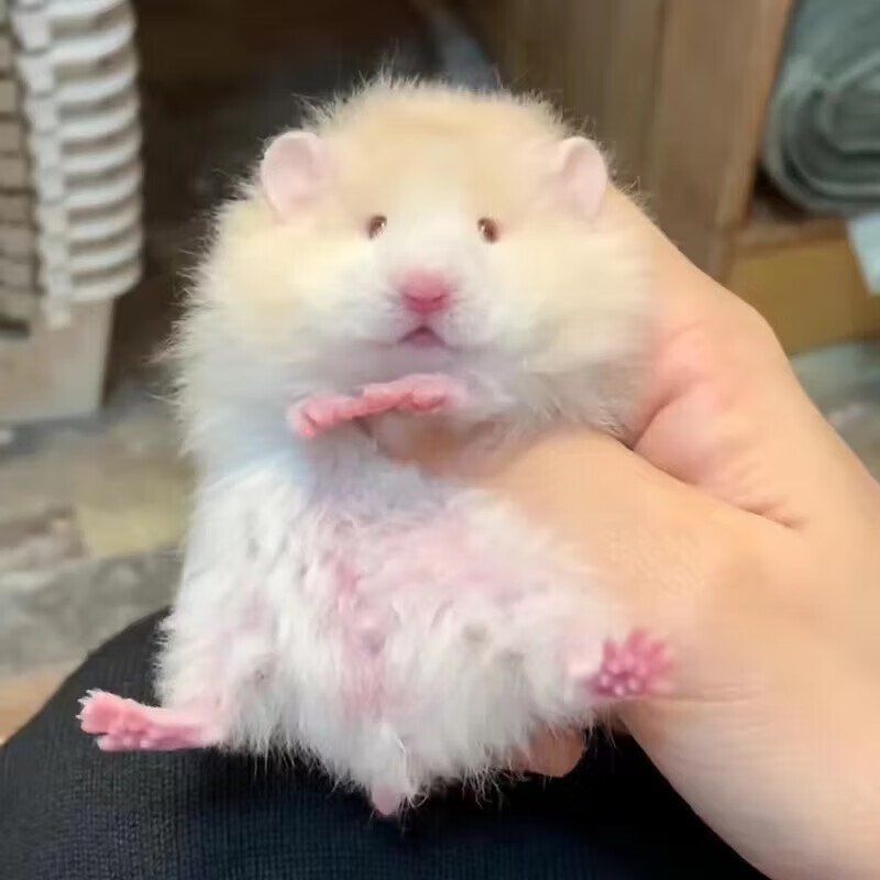 蜜长毛金丝熊活物眼线鸽灰纯银长毛熊稀有波利宝宝卷毛熊熊 咨询客服