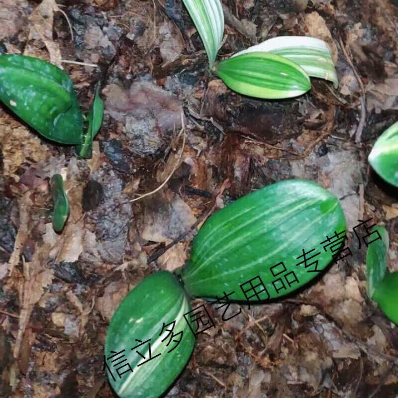 叶纯橡树叶营养土松针腐叶土兰花君子兰专用橡叶 腐熟像树叶3斤(湿湿