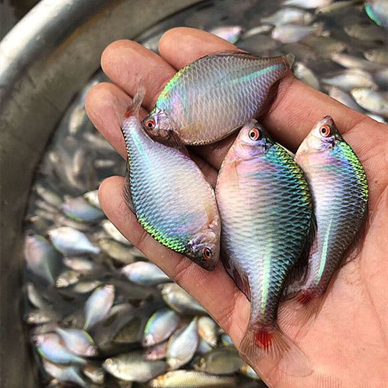 天弗高体鳑鲏旁皮除藻观赏鱼活体水族宠物中国原生群游小型淡水冷水鱼