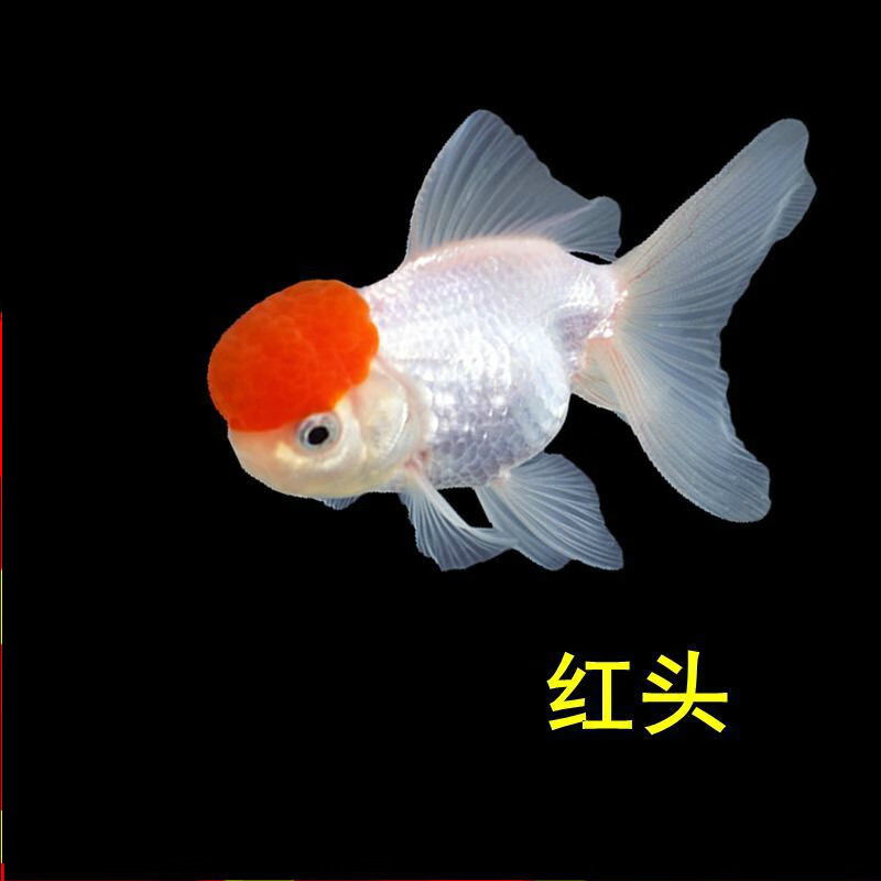 金鱼活体金鱼活鱼观赏鱼淡水鱼冷水鱼小金鱼苗龙睛鱼锦鲫鱼金鱼 4-6cm