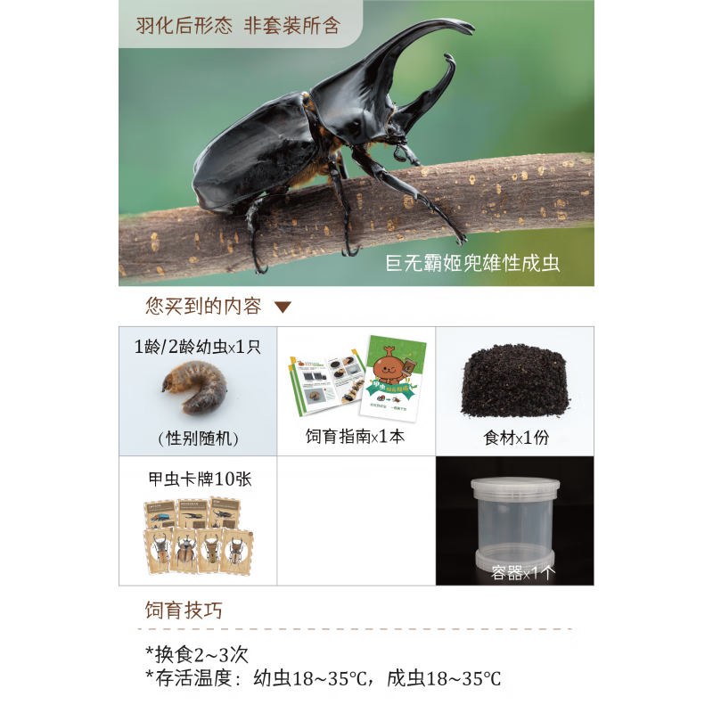 姬卉牧野虫社独角仙彩虹锹甲甲虫活体爬宠昆虫宠物幼虫