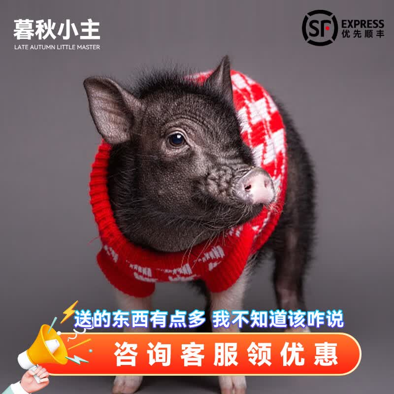 宠物小香猪幼崽家养纯种迷你猪活物可爱萌宠长不大猪仔 泰国小香猪幼