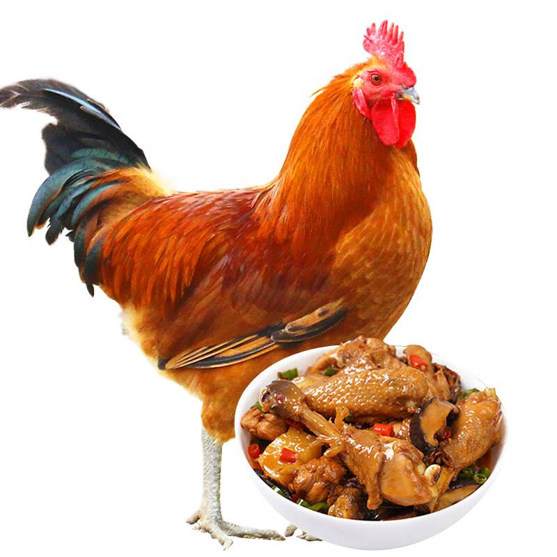 土记【买一只 送一只】300天苏北散养大公鸡净重2.4斤 土鸡鸡肉生鲜 整鸡 保留心胗