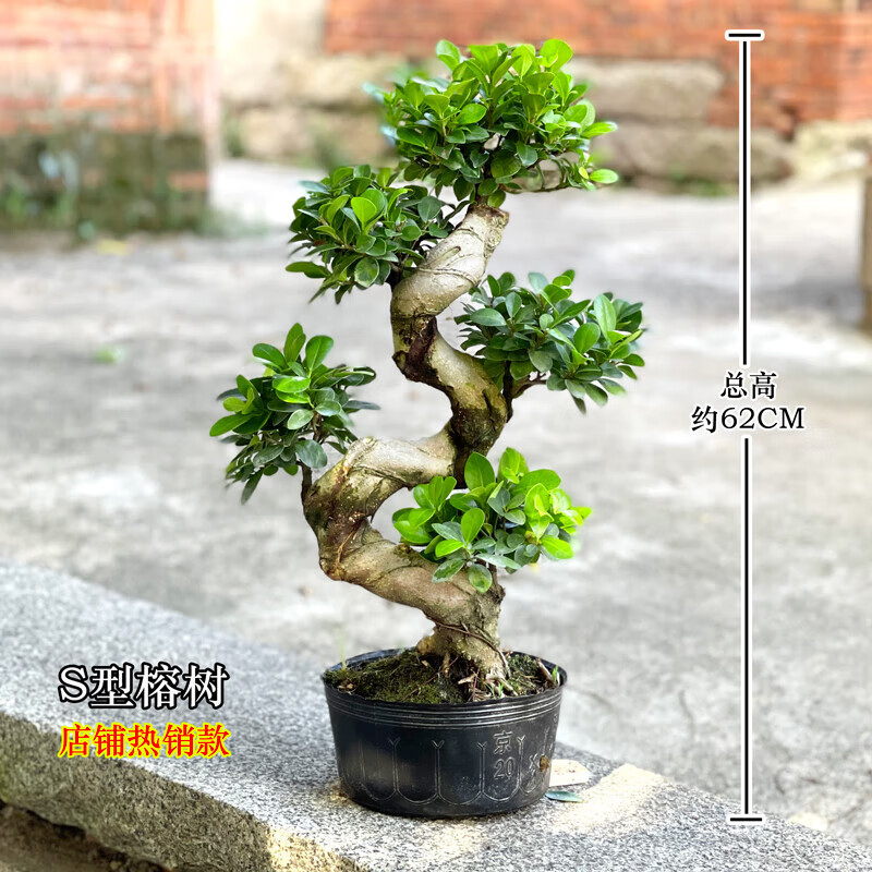 榕树盆景老桩 大型s造型金钱榕盆栽人参榕苗木树大室内庭院小叶榕 s型