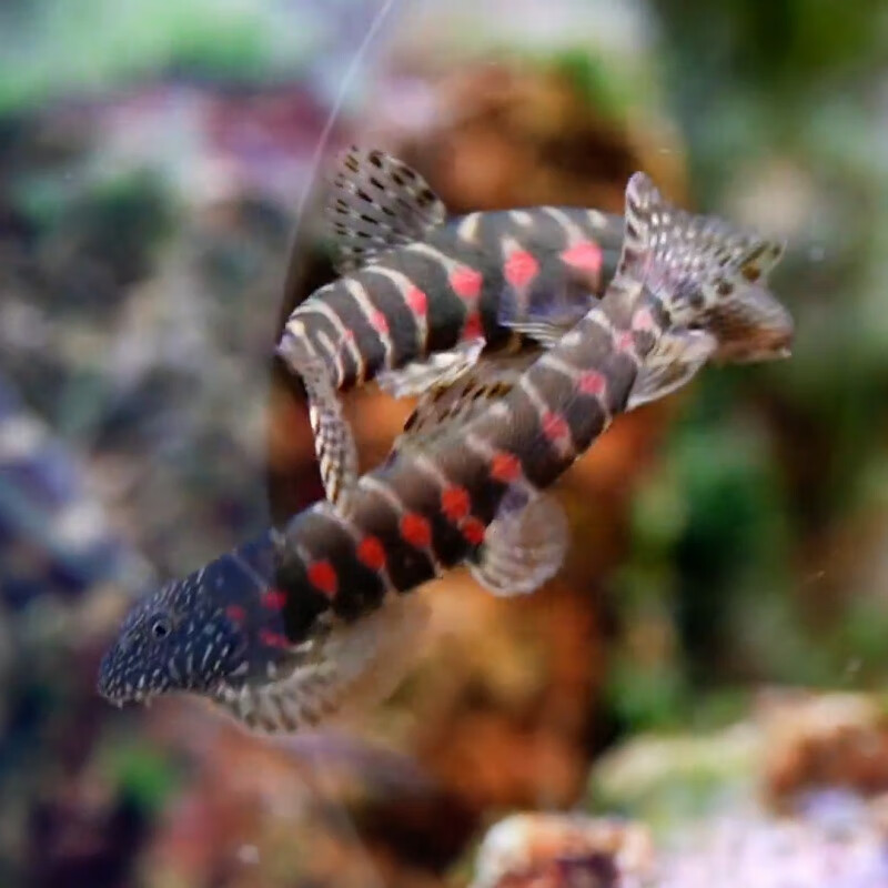 红钻吸鳅底栖工具鱼清洁鱼缸原生观赏冷水溪流鱼除藻清洁鼠 红钻吸鳅3