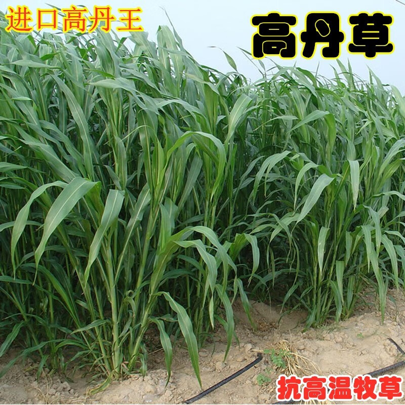 黑麦草苜蓿多年生高产玉米草耐寒喂牛羊鱼高丹王草籽 高丹草种子1斤