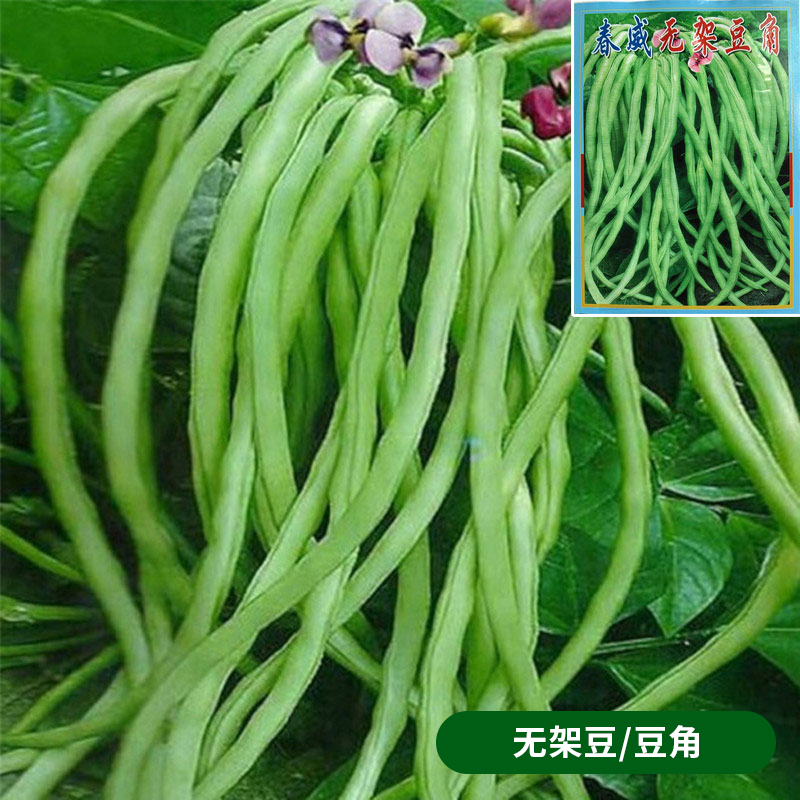 豆角种籽子猪仔豆肉厚高产豇豆四季豆无架长豆角种子蔬菜种孑大全 美