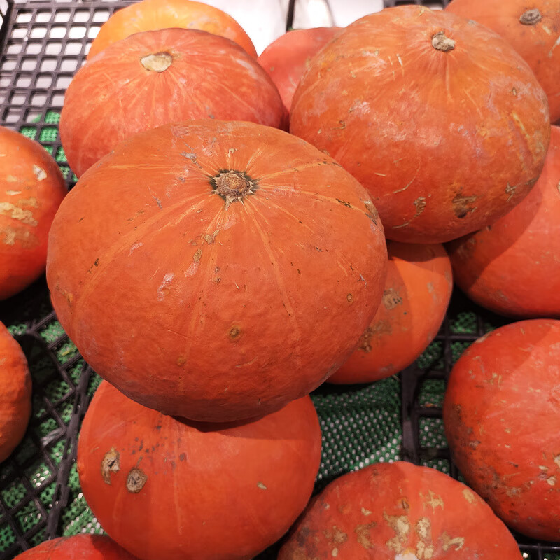 红皮南瓜万圣节南瓜布丁展台装饰新鲜蔬菜金倭瓜老南瓜软糯香甜 红皮