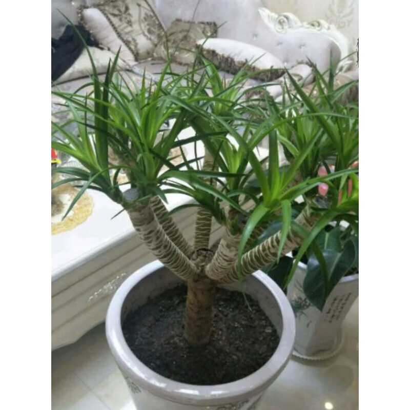 植果缘(fruit border)龙血树盆栽 室内客厅大型绿植 水培花卉龙铁树