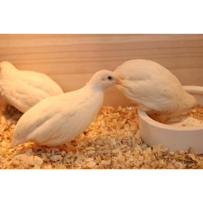 网红芦丁鸡宠物鸡活物宠物迷你观赏鸡全色系5060天青年儿童玩伴 白色