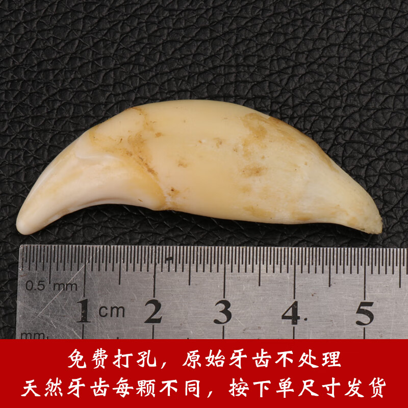 冬灼【生日礼物】真品藏獒牙黑狗牙儿童项链 男女骨质狼牙情侣吊坠婴