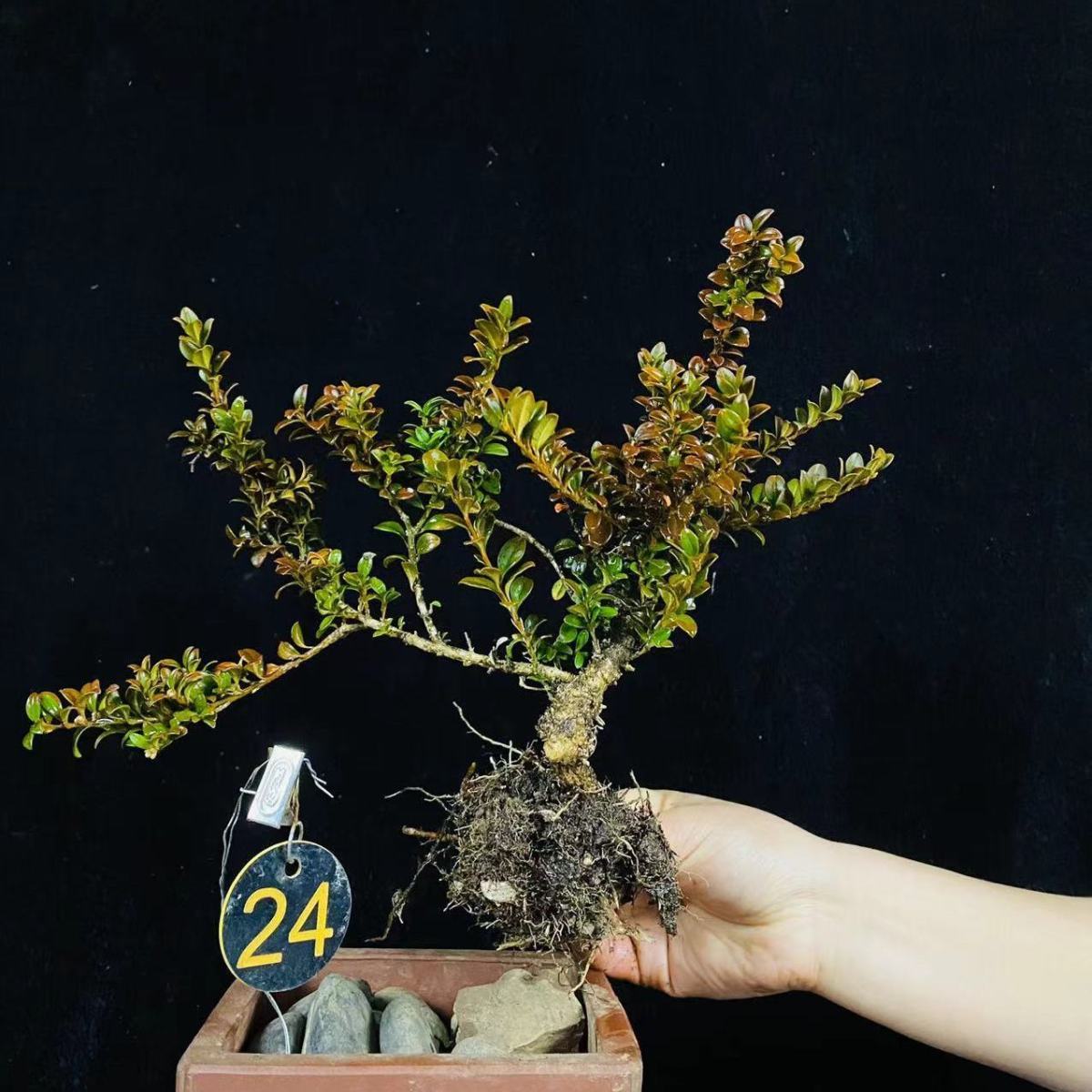 云南正宗珍珠黄杨1月11号新货盆景盆栽素材小叶片小光亮常绿 造型随机