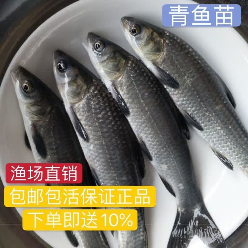 达泽侠青鱼苗20公分特大正宗螺蛳淡水养殖水花半斤大活体青鱼苗乌皖食用 青鱼苗13-16公分20条高性价比高么？