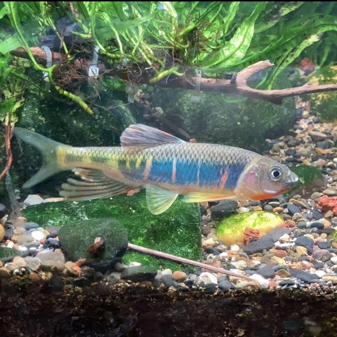 发色宽鳍鱲长鳍鱲原生鱼活体冷水淡水观赏鱼鳑鲏顺丰包邮  宽鳍鱲