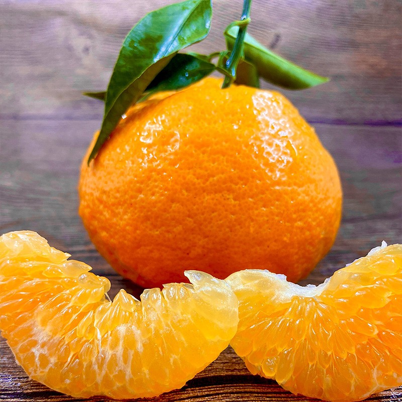 沃多鲜-桔/橘价格走势及品种选择|手机桔橘价格波动网