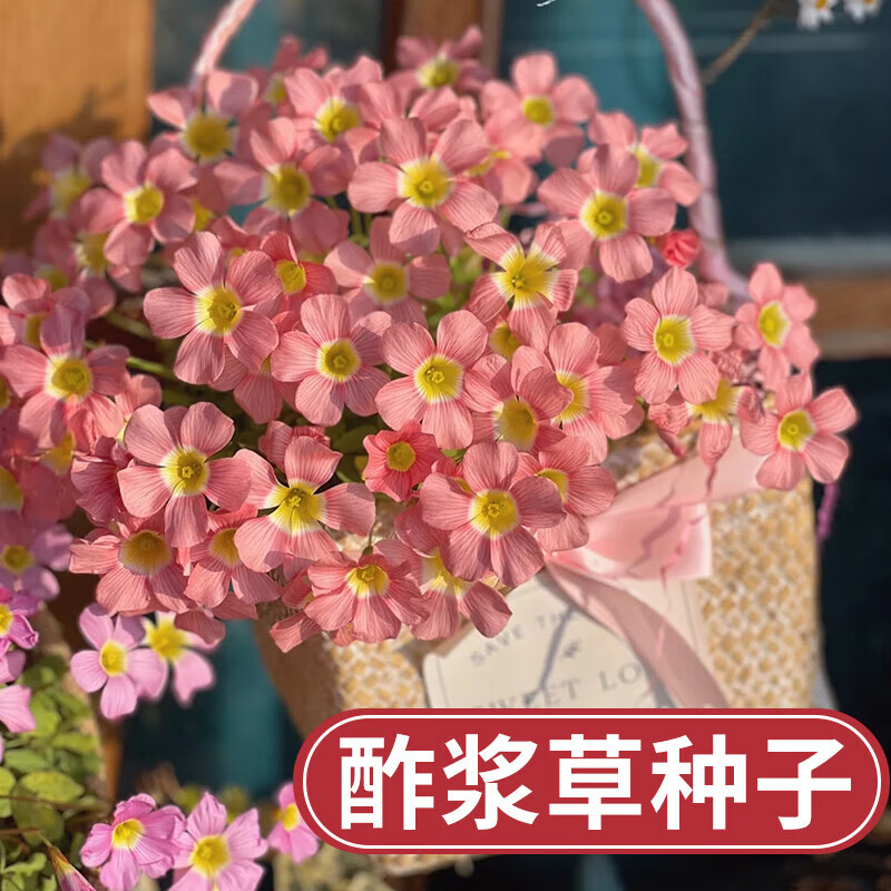 花e流红花酢浆草籽种球醡浆草种子孑紫叶炸浆草籽四季开花卉盆栽绿