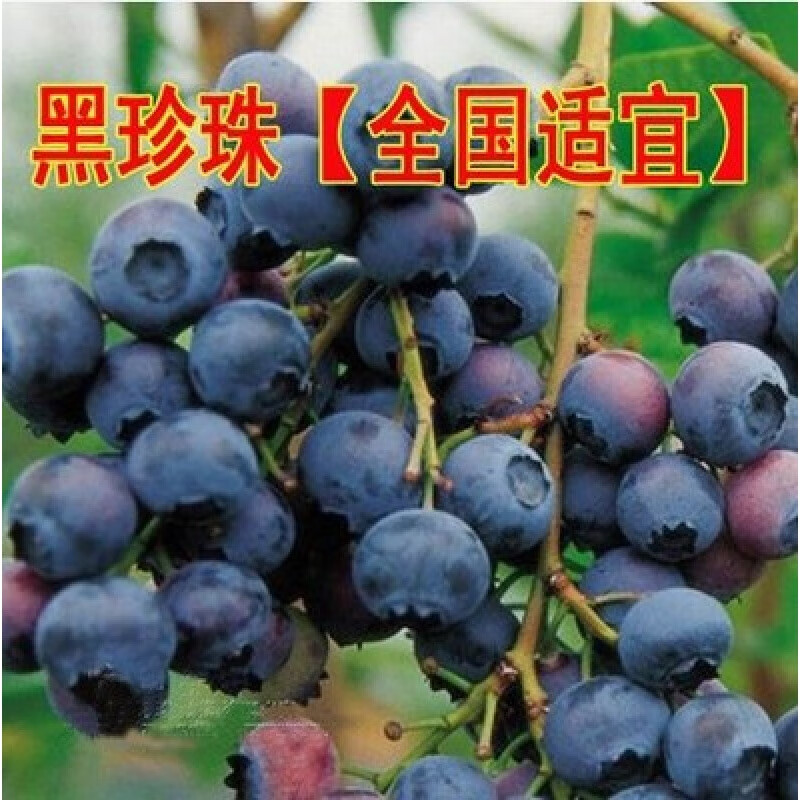 树苗南方北方种植盆栽果树苗阳台蓝莓苗水果树苗当年结果 黑珍珠3年苗