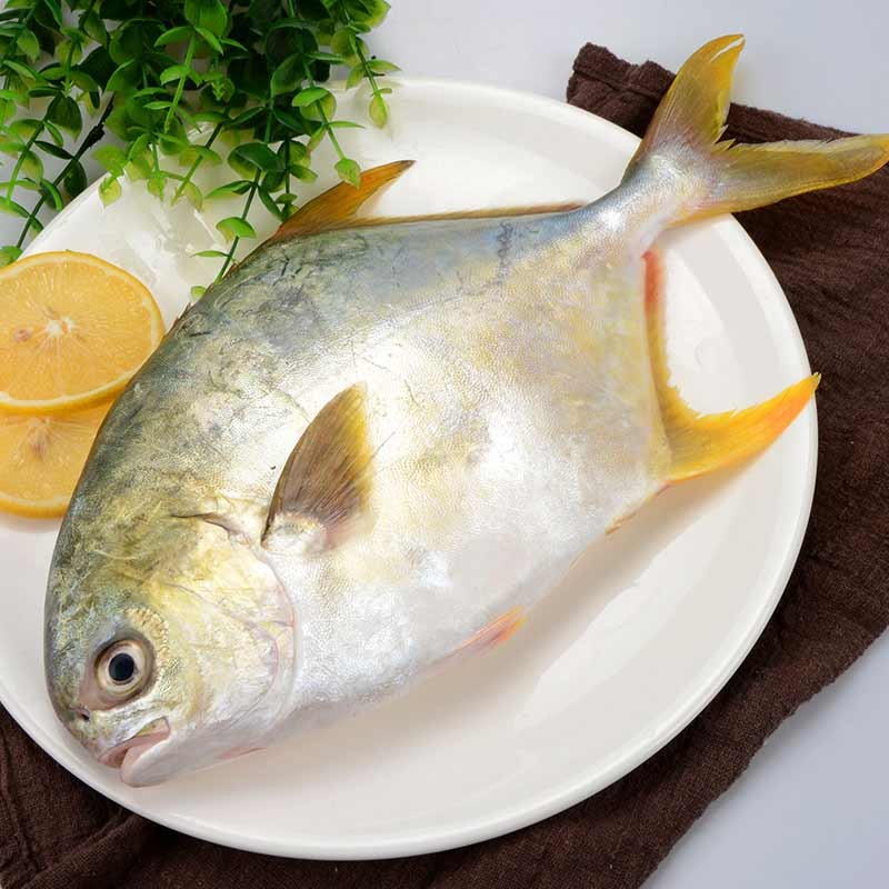 渔哥戏鱼新鲜海捕金鲳鱼3条 青岛大鲳鱼平鱼扁鱼黄金鲳鱼 海鲜水产