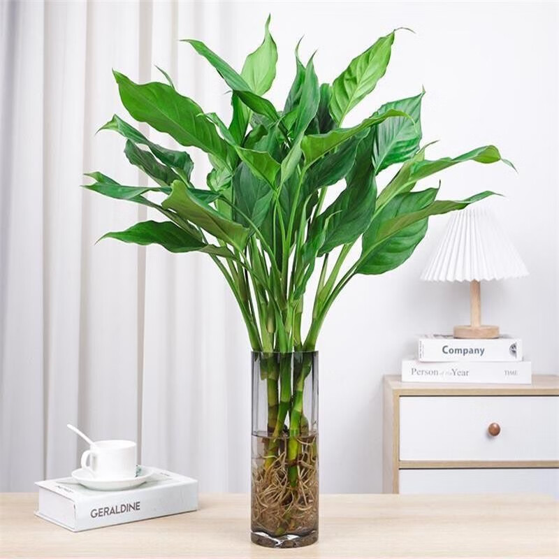 ����ˮ���������������ܿ�����Ҷ�ļ�����ˮ�� ������60-70����6�꡾�����衿 24.5Ԫ