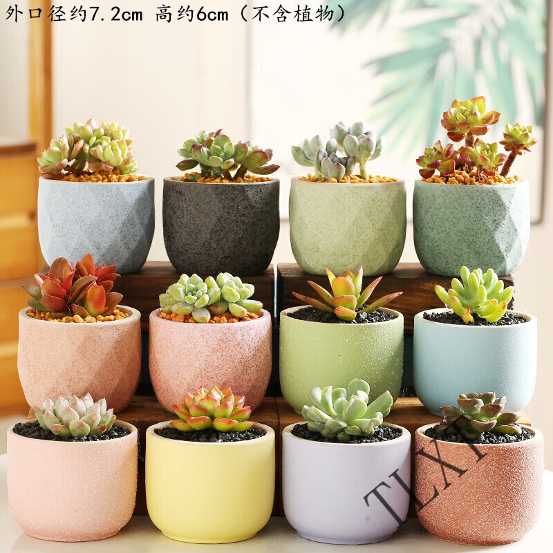 tlxt多肉花盆肉肉植物大小创意简约阳台内套装组合陶瓷罐 主图款式12